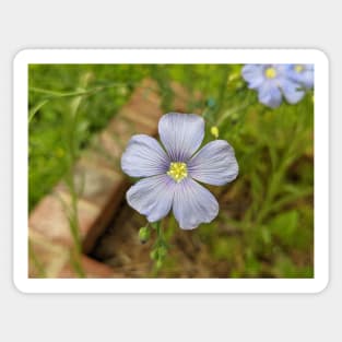 Purple Flower in Brick Planter Photographic Image Sticker